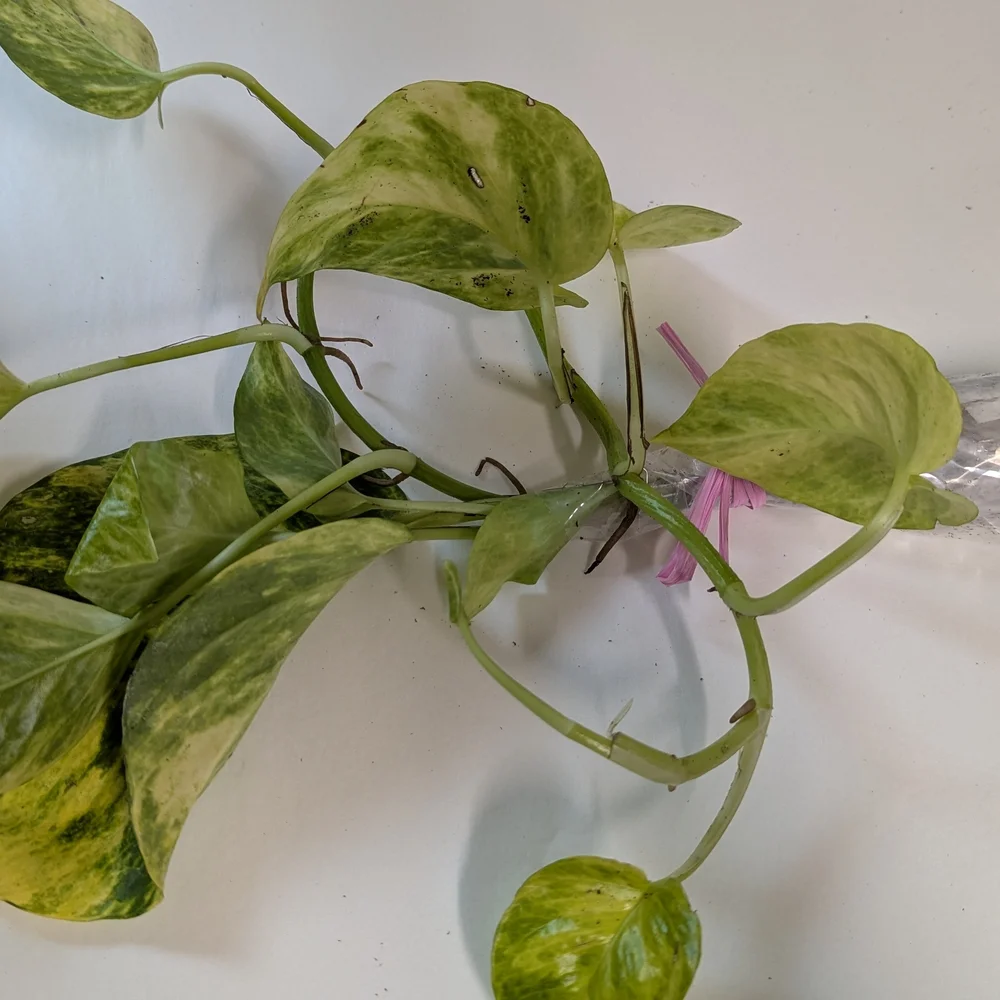 Pothos Plant Cuttings For Party Favors. Individually Wrapped Set Of Ten.